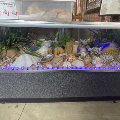 Seashells