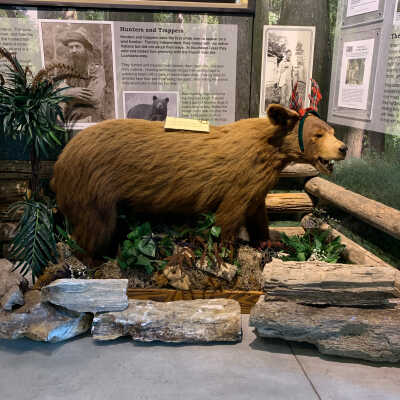 Cinnamon Bear