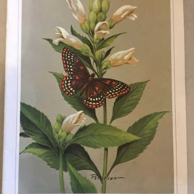 Print: Baltimore Butterfly from the National Wildlife Federation Collection