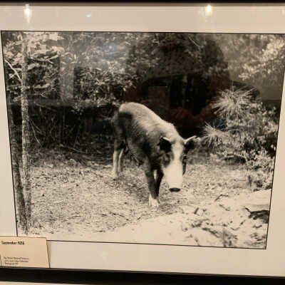 Framed Photo of a Hog in the Woods