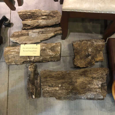 Petrified wood (6 pieces)