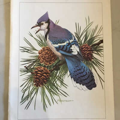 Print: Blue Jay from National Wildlife Federation Collection