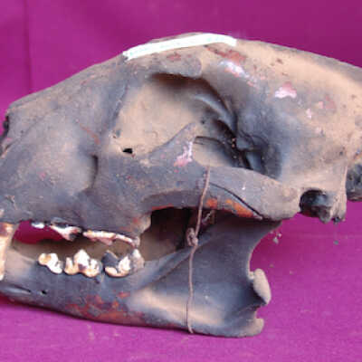 Gorilla skull