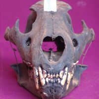 Gorilla skull - Image 2
