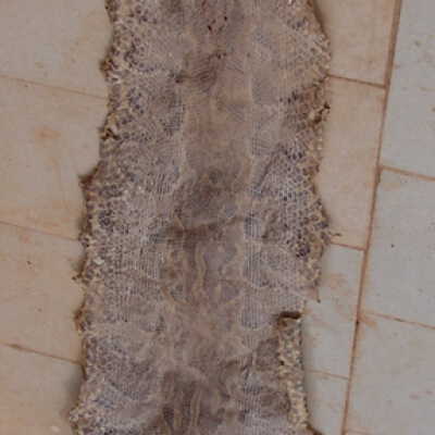 Skin of a boa constrictor