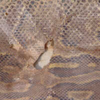 Skin of a boa constrictor - Image 2