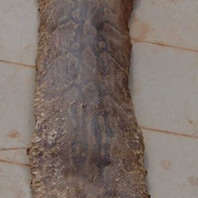 Skin of a boa constrictor