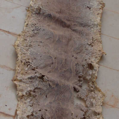 Skin of a boa constrictor