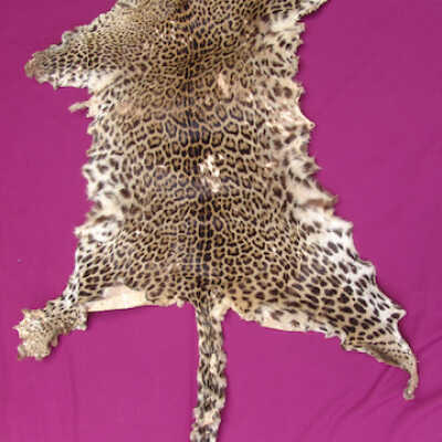 Leopard skin