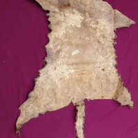 Leopard skin - Image 2