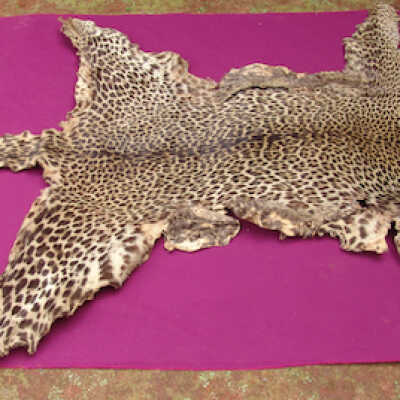 Leopard skin