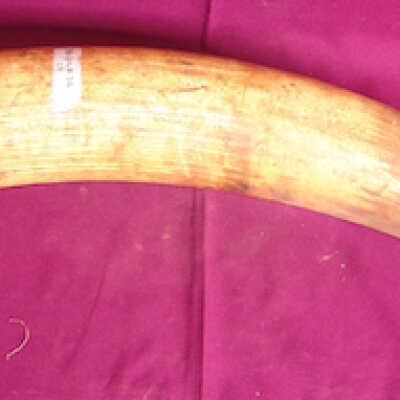 Elephant tusk