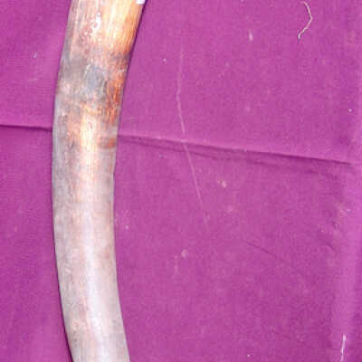 Elephant tusk