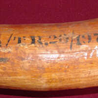 Elephant tusk - Image 2