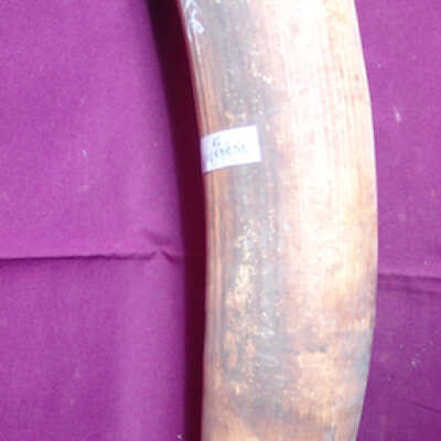 Elephant tusk