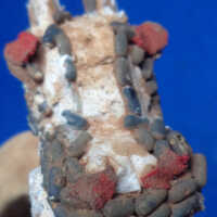 Figure of masquerade - Image 2