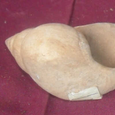 Snail shells