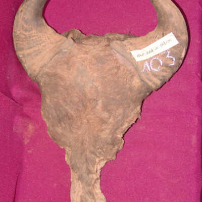 Buffalo skull and horns