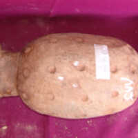 Footrest in the shape of two leopards - Image 2