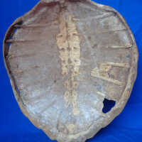 Tortoise shell - Image 2