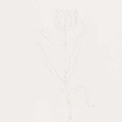 Aisha Tulips