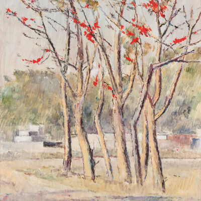Flame of the Forest in Lahore