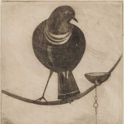 Pet Bird