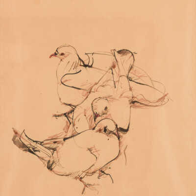 Untitled (Pigeons)