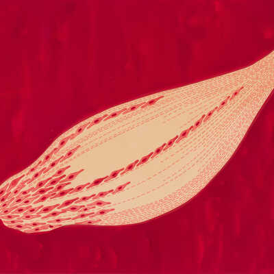 Untitled (Seeds)