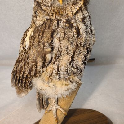 Taxidermy, Owl