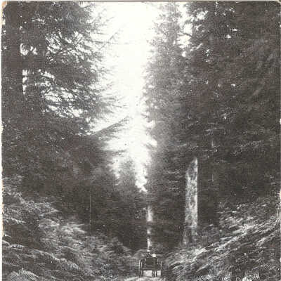 Postcard, Long Beach Washington