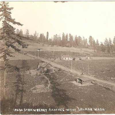 Postcard, Strawberry Ranches, White Salmon