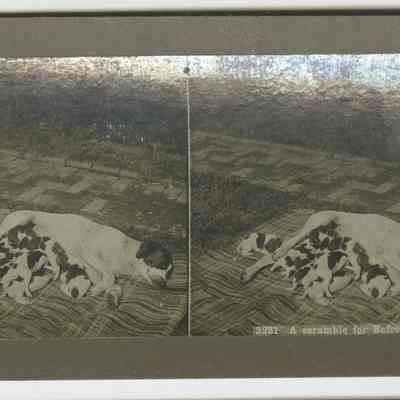 c – “3231 A Scramble for Refreshment” - shows dog with puppies