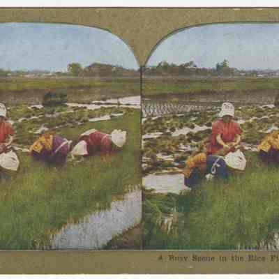 d - "A Busy Scene in the Rice Fields Near Yokohama"