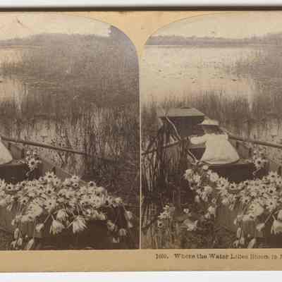 c - "Where the Water Lilies Bloom in March, Florida USA"