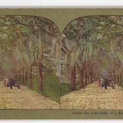 c - Under the Live Oaks of a Florida Highway"
