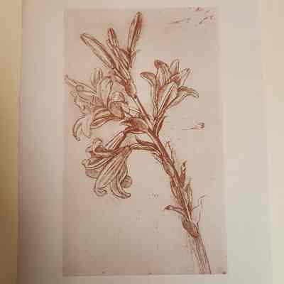 Facsimile of Study of a Lily