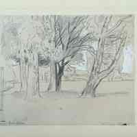 Baumstämme (Tree Trunks)