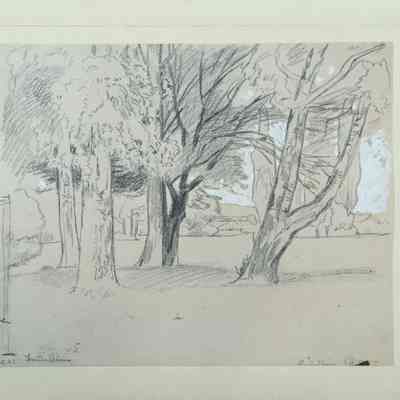 Baumstämme (Tree Trunks)