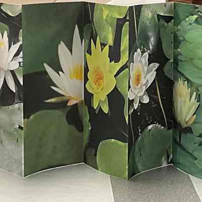 Water Lily