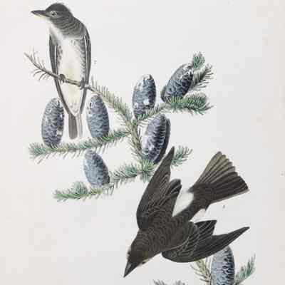 Cooper's Flycatcher
