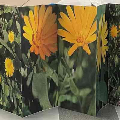 Marigold (Calendula)