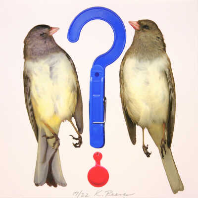 Curious Bird