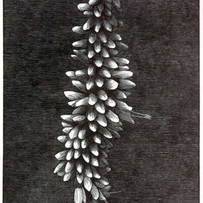 Hebe corriganii