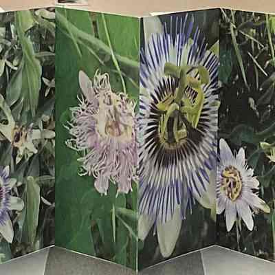 Passion Flower