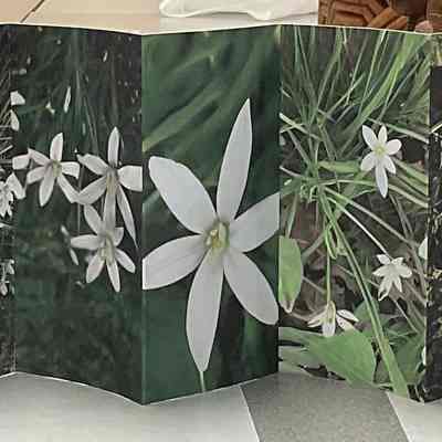 Star of Bethlehem