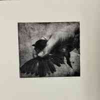 Clipped Wing
