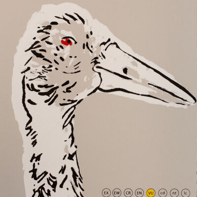 Hooded Crane: Vulnerable