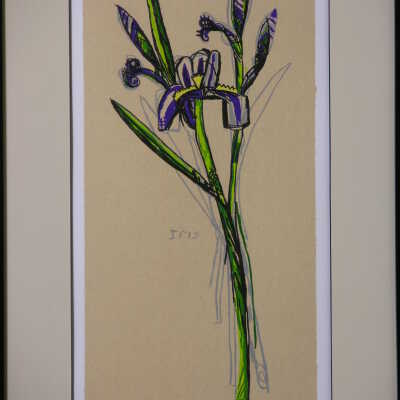 Iris