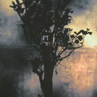 Tree Shadow